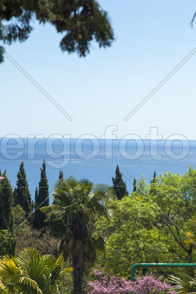 Palm trees and cypresses grow in the South and are pleasing to the eye beauty