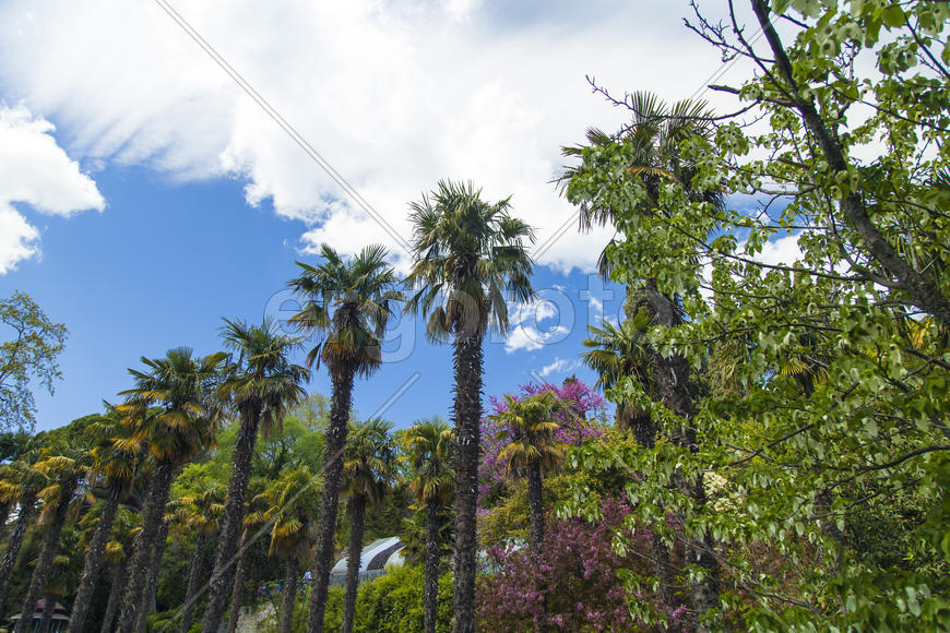 Palm trees and cypresses grow in the South and are pleasing to the eye beauty