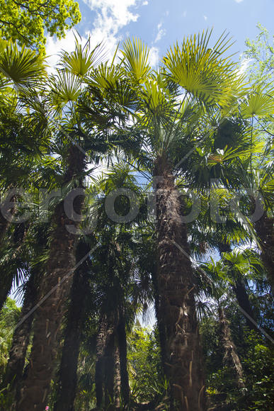 Palm trees and cypresses grow in the South and are pleasing to the eye beauty