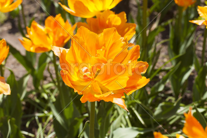 Beautiful spring flowers are pleasing to the eye beauty and tenderness