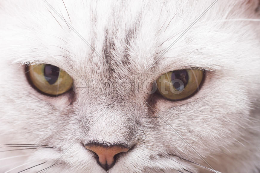 The big gray cat looks with self-respect