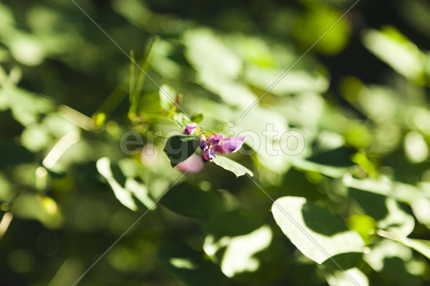 Autumn flowers in bloom on a tree in the morning sun