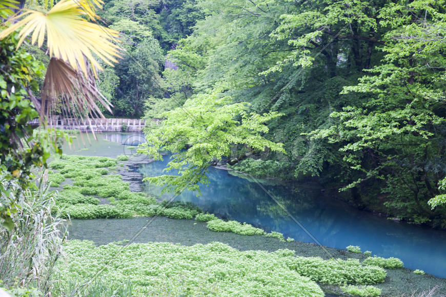 The blue river flows between thickets from palm trees and tropical trees