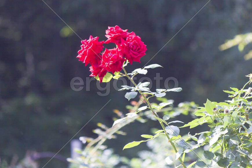 Autumn flowers grow in the joy of the people in the bright light of the sun