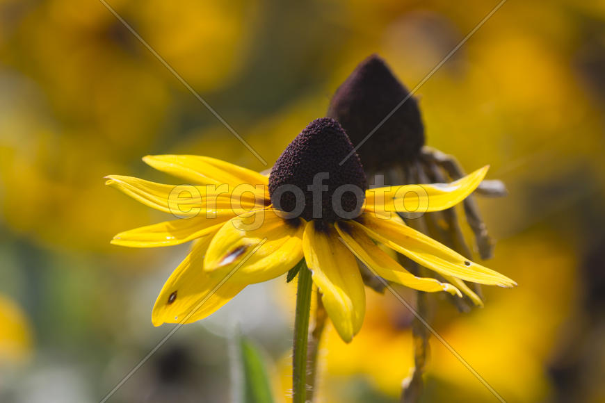Autumn flowers grow in the joy of the people in the bright light of the sun