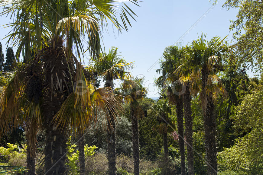 Palm trees and cypresses grow in the South and are pleasing to the eye beauty