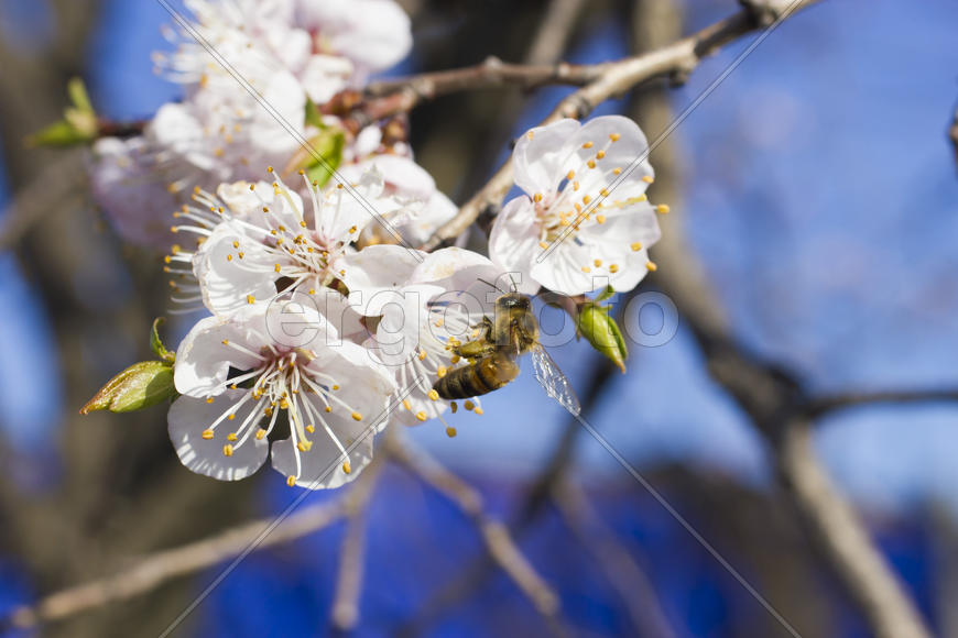 The bee on a fruit tree collects nectar and pollinates flowers