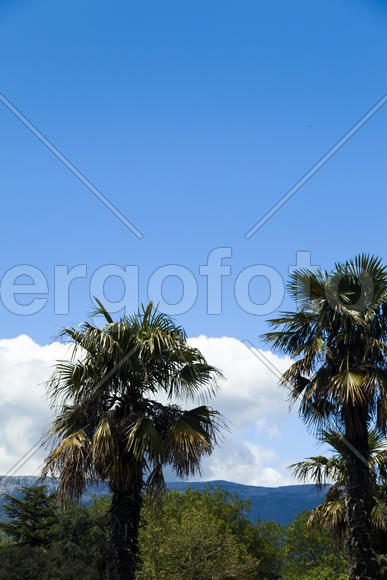 Palm trees and cypresses grow in the South and are pleasing to the eye beauty