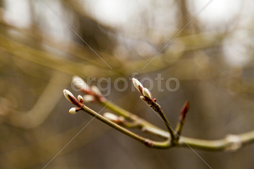 Young leaves on trees appear from kidneys in the spring