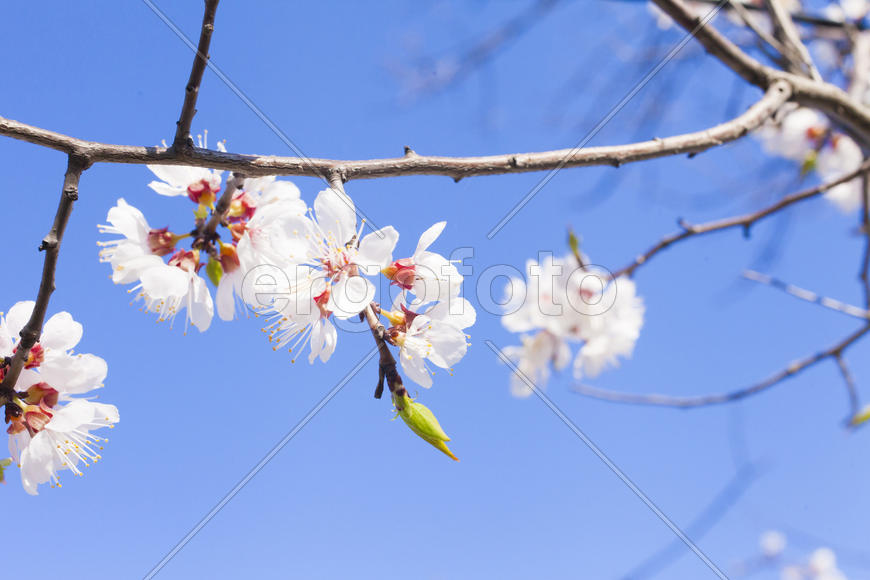 Beautiful spring flowers are pleasing to the eye beauty and tenderness