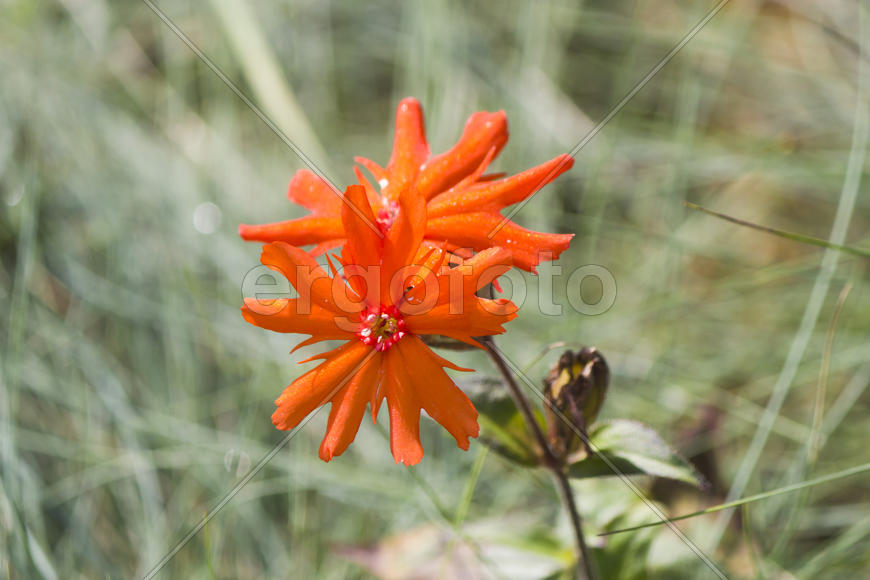 Autumn flowers grow in the joy of the people in the bright light of the sun