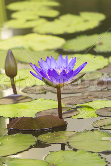 Water-lilies in a pond blossom in the different flowers on pleasure to people