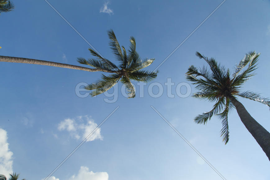 Palm trees and the sky look together very beautifully