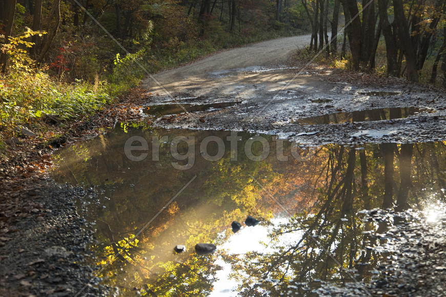 Autumn forest colorful stands in the last days of autumn
