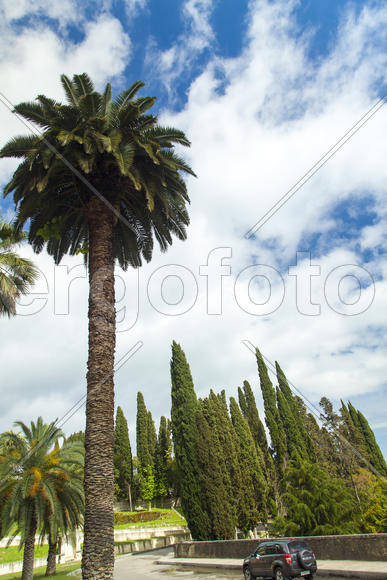 Palm trees and cypresses grow in the South and are pleasing to the eye beauty
