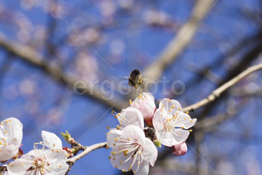 The bee on a fruit tree collects nectar and pollinates flowers