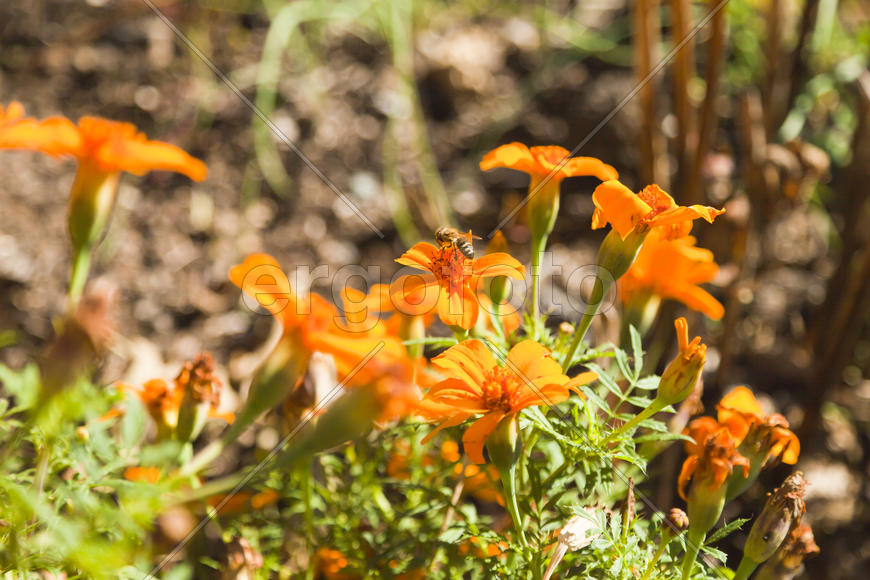 Bee on flower collects nectar bright sunny day