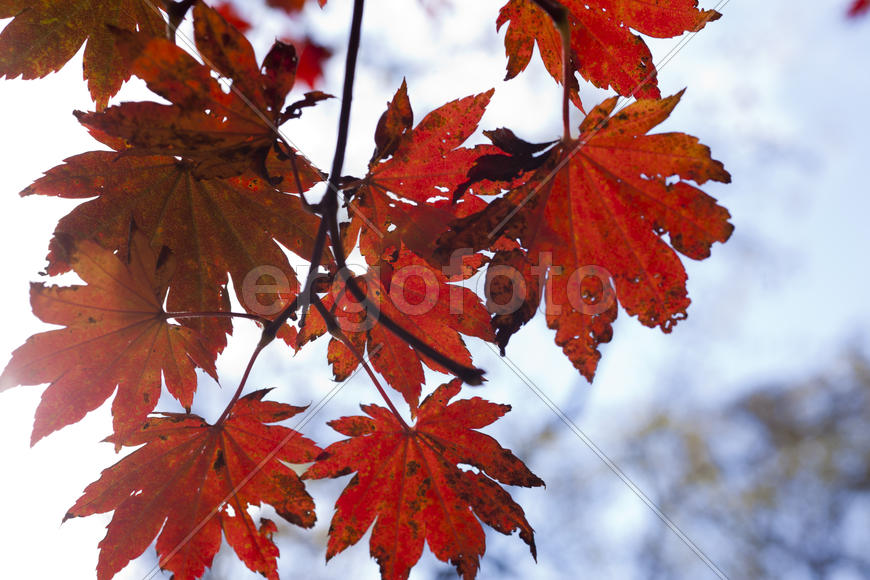The autumn wood waiting for winter is pleasing to the eye rich paints