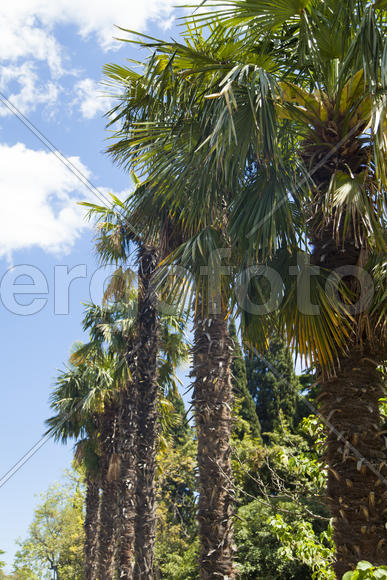 Palm trees and cypresses grow in the South and are pleasing to the eye beauty