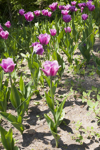 Beautiful spring flowers are pleasing to the eye beauty and tenderness