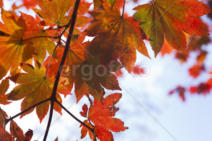The autumn wood waiting for winter is pleasing to the eye rich paints