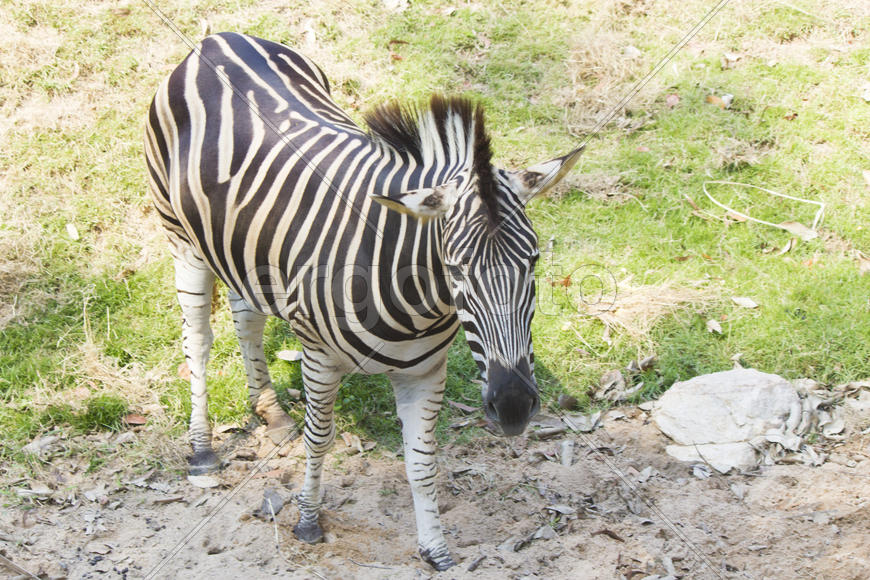 Zebras in a zoo peacefully nibble a grass on a clearing