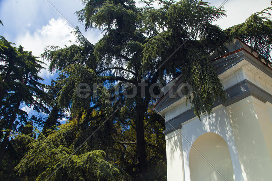 Palm trees and cypresses grow in the South and are pleasing to the eye beauty