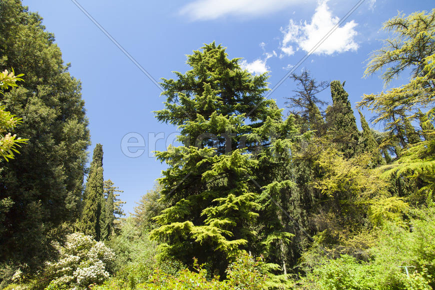 Palm trees and cypresses grow in the South and are pleasing to the eye beauty