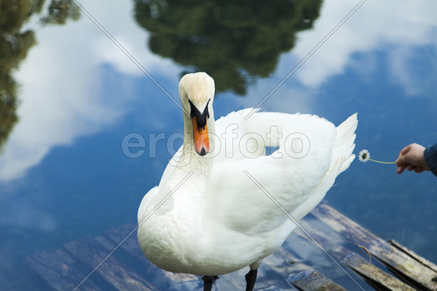 Swans in a pond float in search of food and rejoice to heat