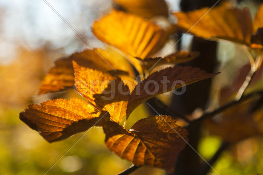 Autumn forest colorful stands in the last days of autumn