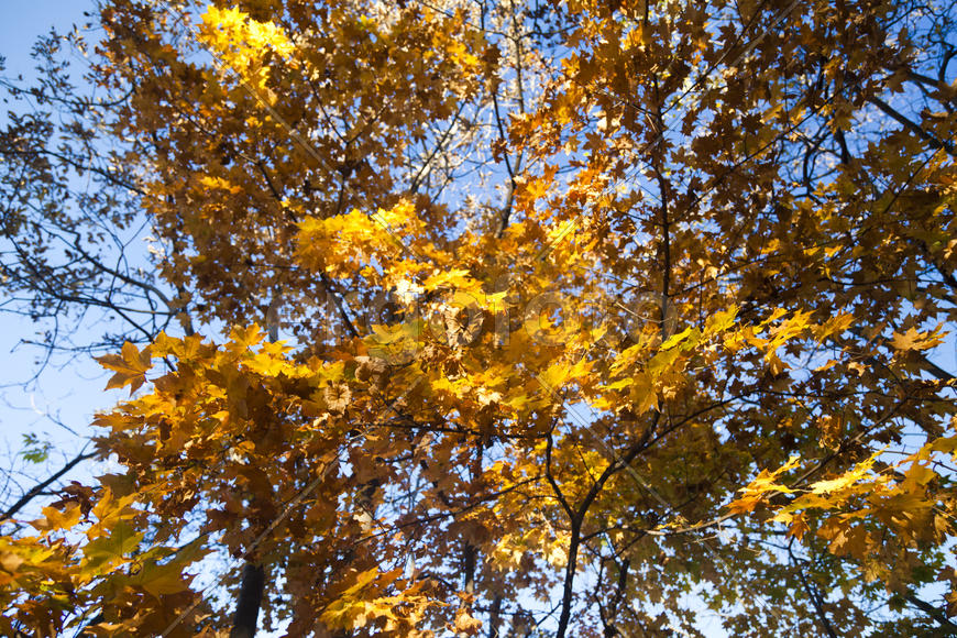 Autumn forest colorful stands in the last days of autumn
