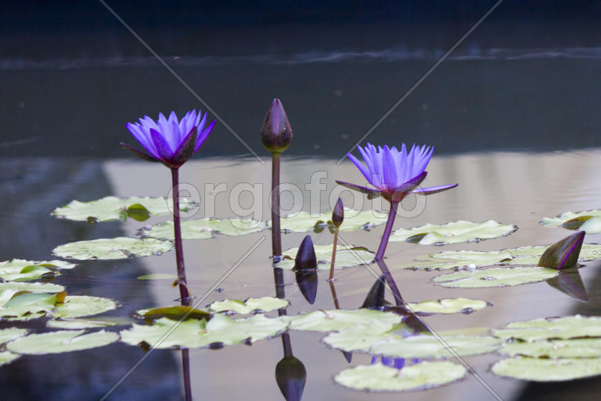Water-lilies in a pond blossom in the different flowers on pleasure to people