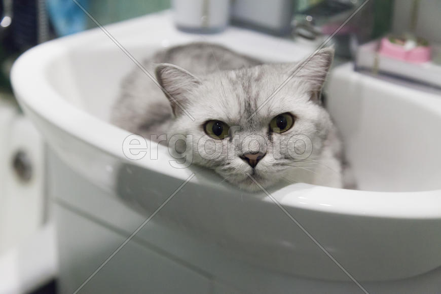 The gray cat in a sink lies and dreams of something
