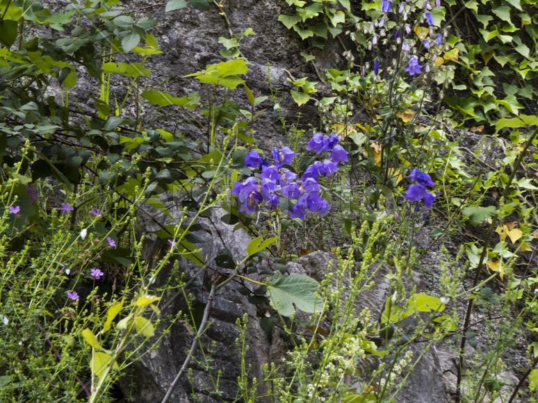 Spring flowers blossom on pleasure to people in the spring