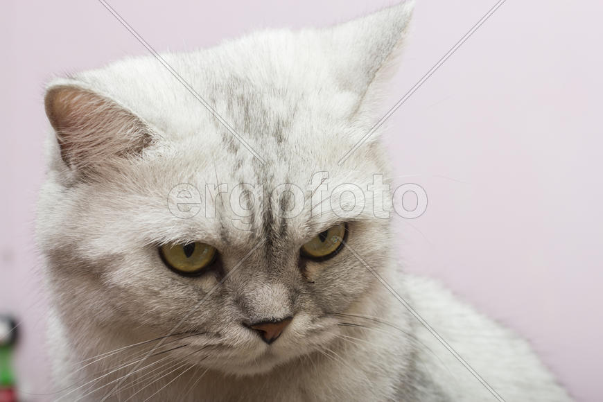 The big gray cat looks with self-respect