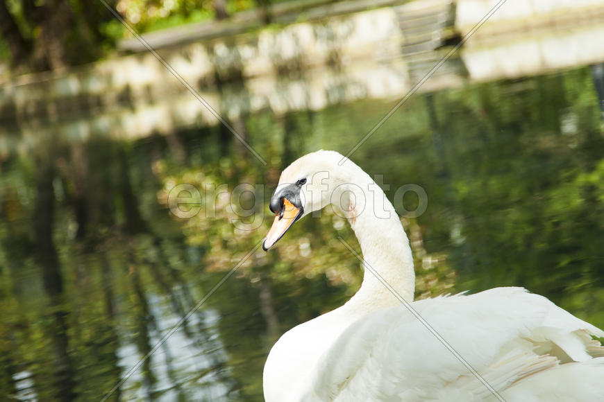 Swans in a pond float in search of food and rejoice to heat