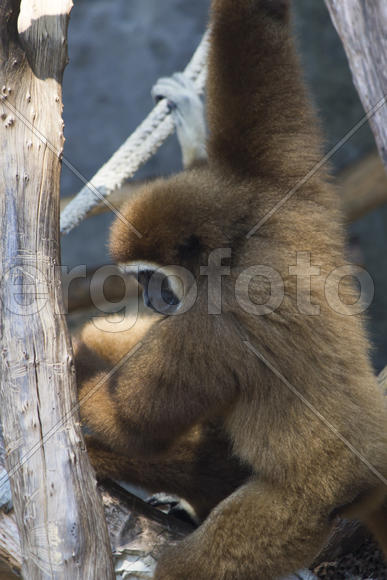 Monkeys in a zoo go about the own business and don't pay attention to people