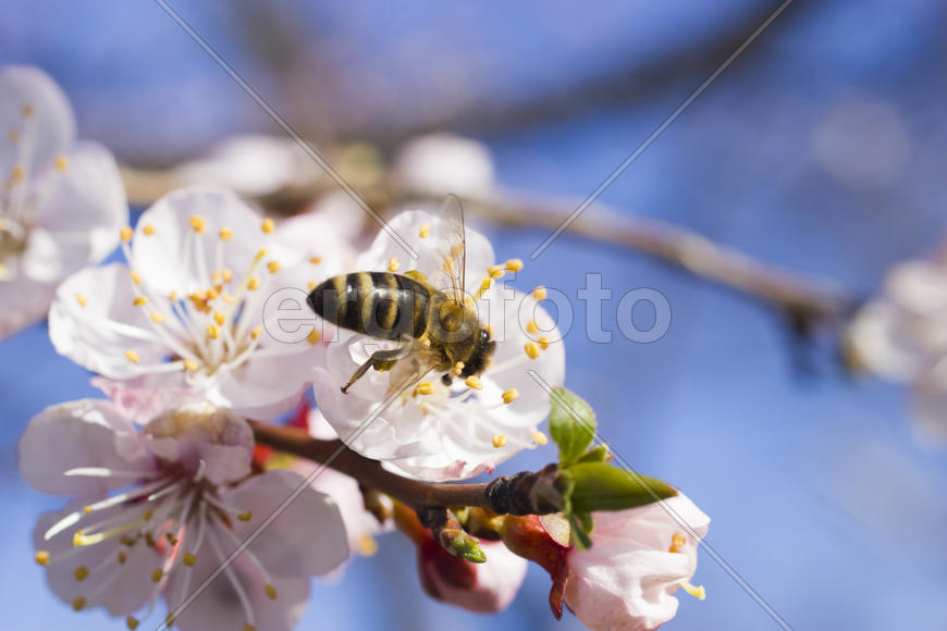 The bee on a fruit tree collects nectar and pollinates flowers