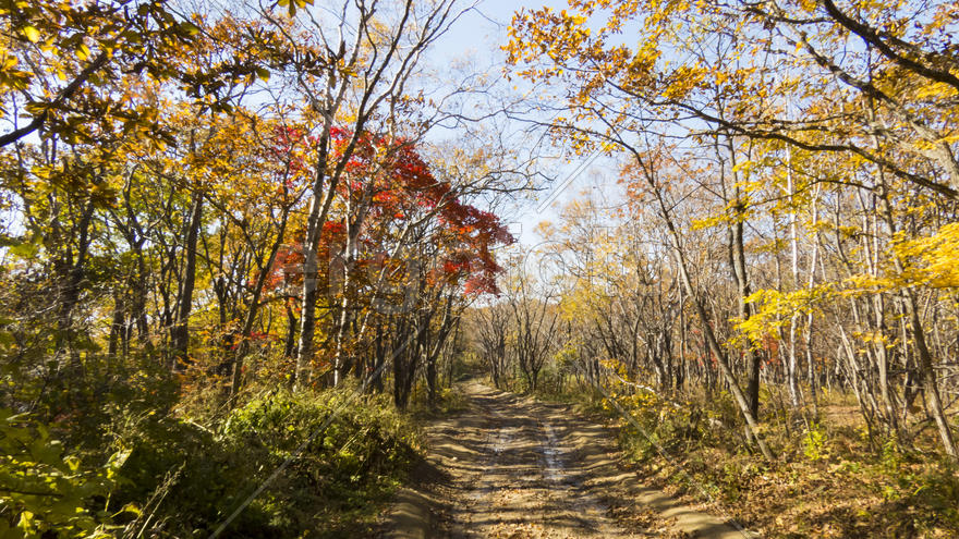 Autumn forest basking in the last warm autumn sunshine