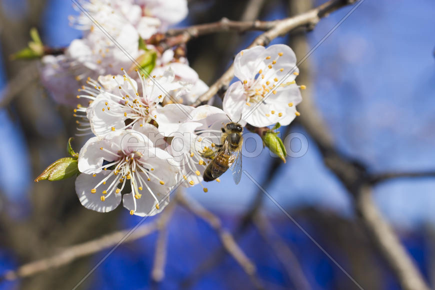 The bee on a fruit tree collects nectar and pollinates flowers
