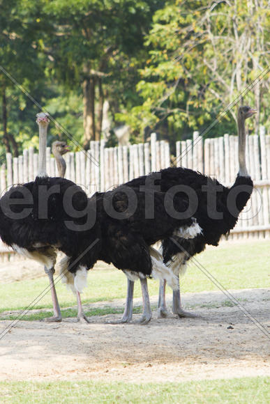 Ostriches in a zoo stand and look, more do nothing