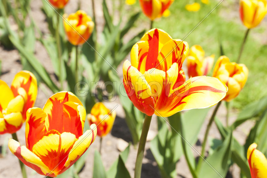 Beautiful spring flowers are pleasing to the eye beauty and tenderness