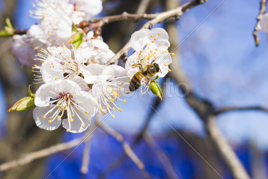 The bee on a fruit tree collects nectar and pollinates flowers