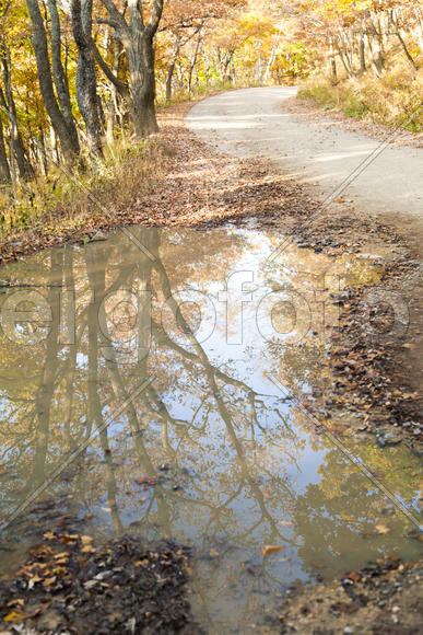 Autumn forest colorful stands in the last days of autumn