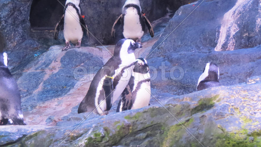 Penguins in ices hide a body fat in rocks