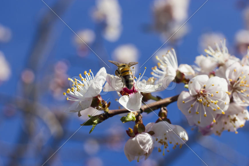The bee on a fruit tree collects nectar and pollinates flowers
