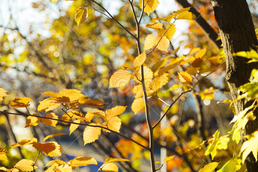 Autumn forest colorful stands in the last days of autumn