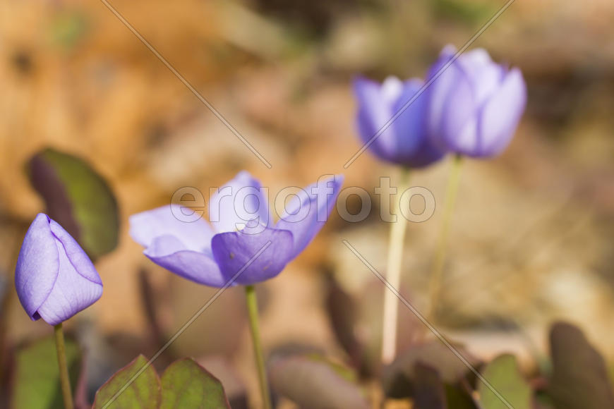 The first spring flowers are pleasing to the eye in the spring wood