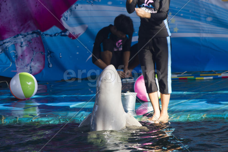 Dolphins in a dolphinarium address the audience and are very happy
