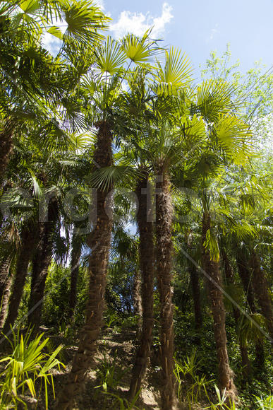 Palm trees and cypresses grow in the South and are pleasing to the eye beauty
